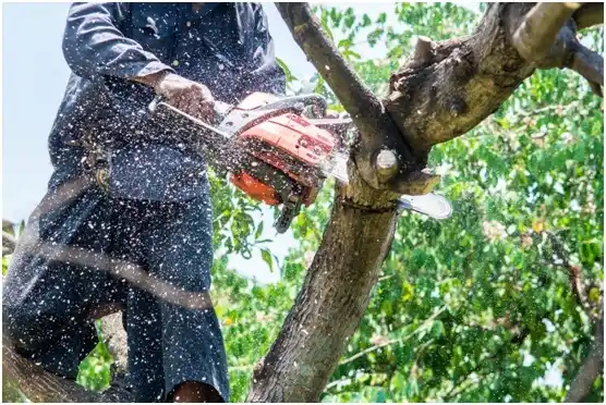 tree services Adell